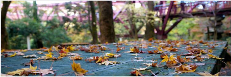 Yamanaka Autumn Daytrip from Kanazawa
