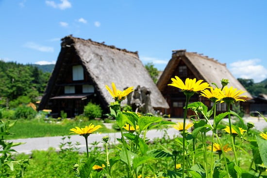 Shirakawago flowers