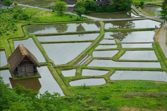 Rice fields in shirakawago