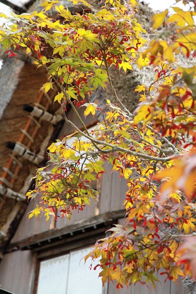 Shirakawago Autumn