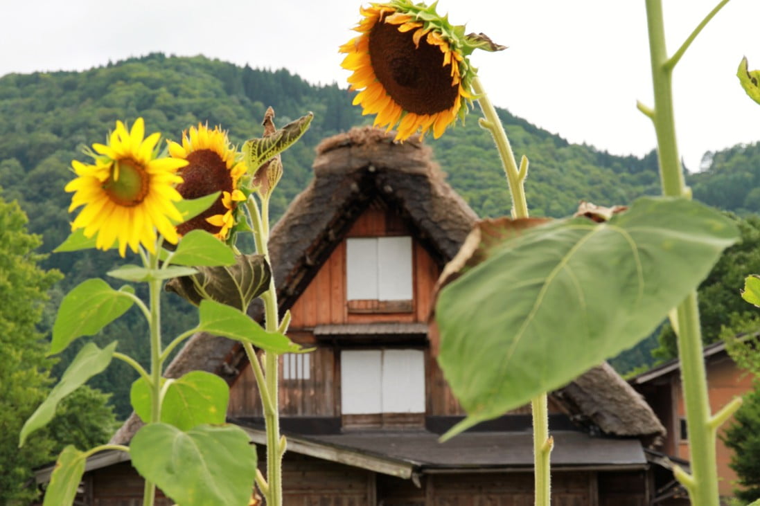 sunflower shirakawago