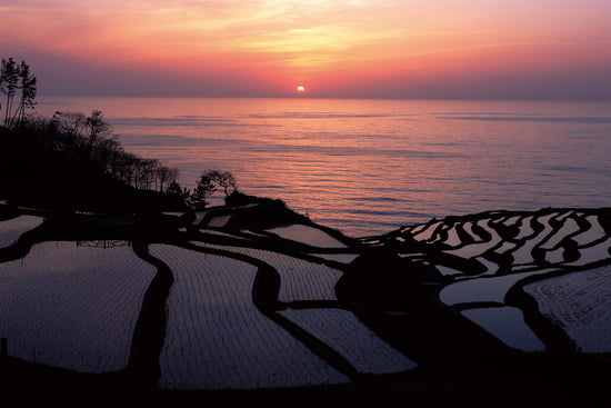 Senmaida Rice Fields