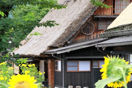 Shirakawago Spring Flowers