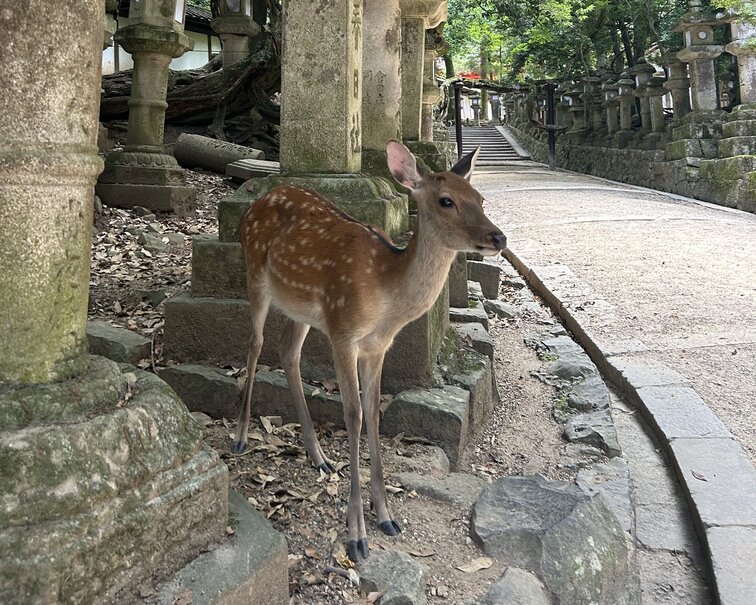 Nara Half Day Trip