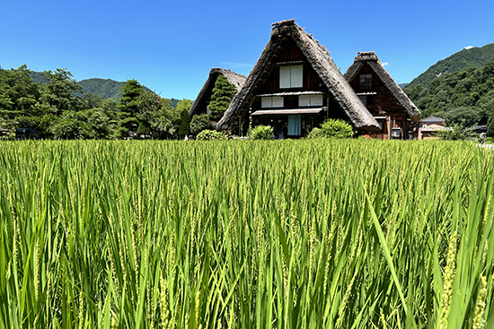 Shirakawago_2_550x367