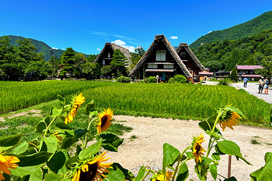 Shirakawago_4_550x367